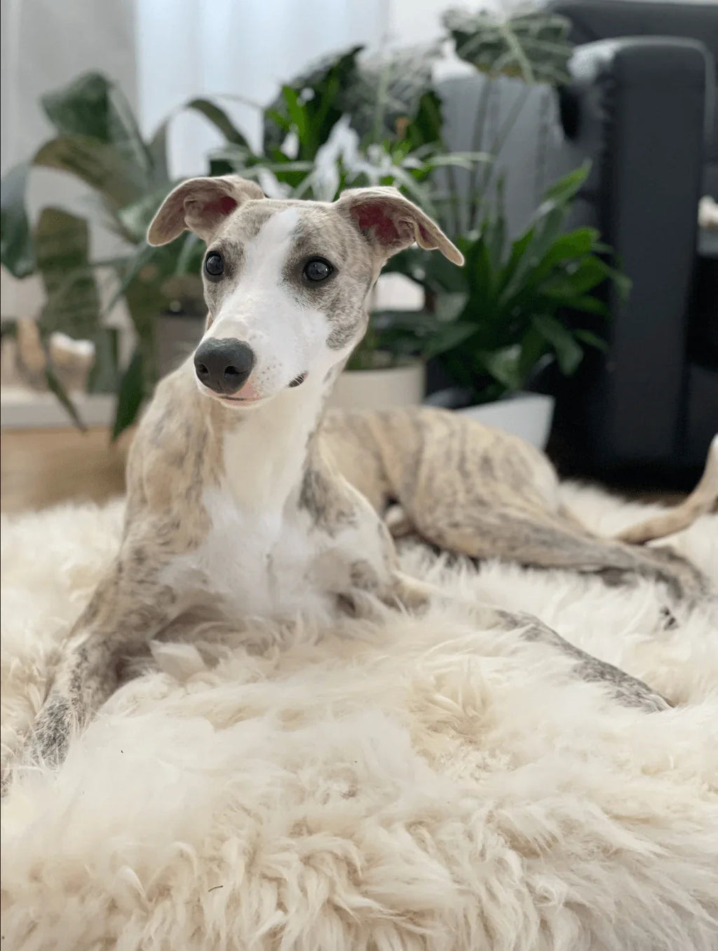 Square or Rectangular Natural Sheepskin Pet Mat - White